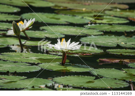 Close up view of couple of white waterlily in bloom floating on the lake 113144169