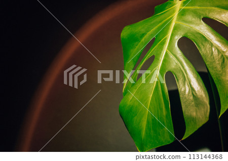 Indoors garden healthy space biophilia design. Monstera house plant with sunset lamp light. Creative minimalistic design template copy space 113144368