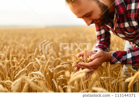 Smiling man holding ears of wheat on a background a wheat field. Happy agronomist farmer cares about his crop for the rich harvest on sunset 113144371