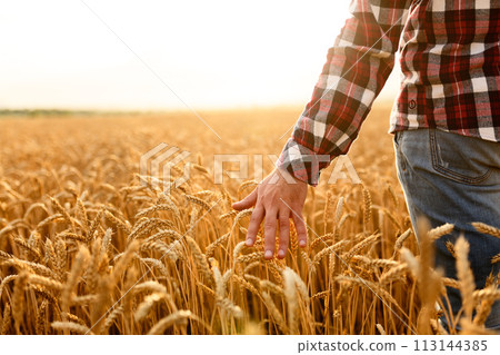 Farmer touching his crop with hand in a golden wheat field. Harvesting, organic farming concept 113144385