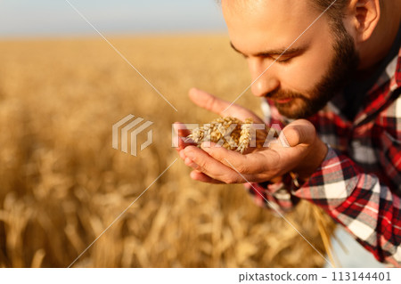 Smiling man holding ears of wheat near his face and nose on a background a wheat field. Happy agronomist farmer sniffs his crop caring about the rich harvest on sunset 113144401