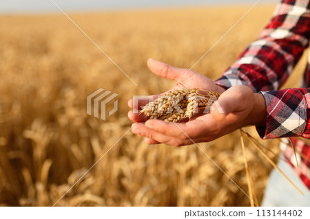 Man holding ears of wheat on a background a wheat field. Agronomist farmer cares about his crop for the rich harvest on sunset 113144402