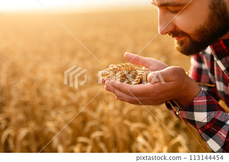 Smiling man holding ears of wheat near his face and nose on a background a wheat field. Happy agronomist farmer sniffs his crop caring about the rich harvest on sunset 113144454