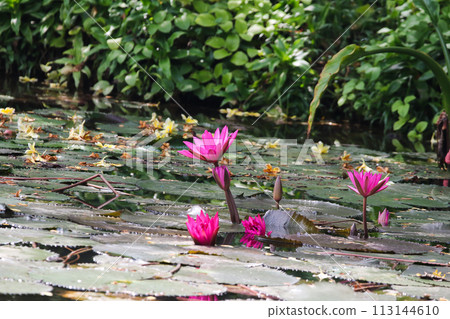 Close up view of couple of pink waterlily in bloom floating on the lake 113144610