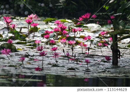 Close up view of couple of pink waterlily in bloom floating on the lake Close up view of couple of pink waterlily in bloom floating on the lake 113144629