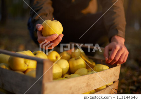 Man puts yellow ripe golden apple to a wooden box of yellow at the orchard farm. Grower harvesting in the garden and holding organic apple in his hand. Harvest autumn concept. Isolated view. Male 113144646