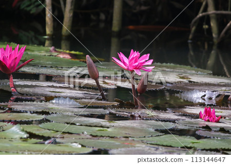 Close up view of couple of pink waterlily in bloom floating on the lake 113144647