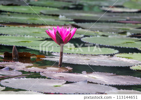Close up view of couple of pink waterlily in bloom floating on the lake 113144651
