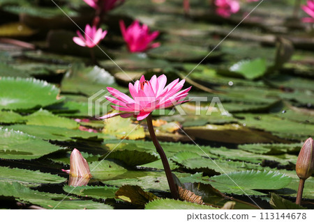 Close up view of couple of pink waterlily in bloom floating on the lake Close up view of couple of pink waterlily in bloom floating on the lake 113144678