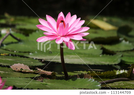 Close up view of couple of pink waterlily in bloom floating on the lake Close up view of couple of pink waterlily in bloom floating on the lake 113144709