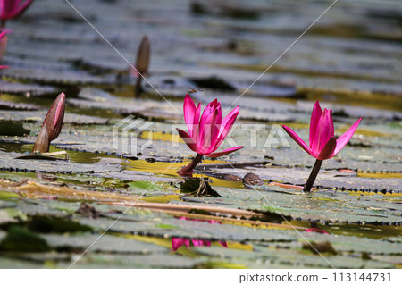 Close up view of couple of pink waterlily in bloom floating on the lake 113144731