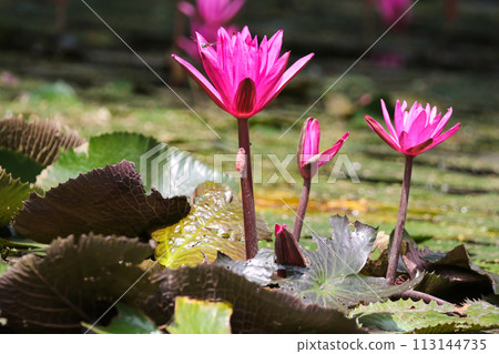 Close up view of couple of pink waterlily in bloom floating on the lake Close up view of couple of pink waterlily in bloom floating on the lake 113144735
