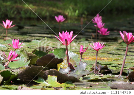 Close up view of couple of pink waterlily in bloom floating on the lake 113144739