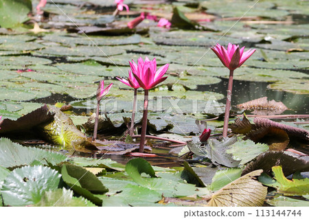 Close up view of couple of pink waterlily in bloom floating on the lake Close up view of couple of pink waterlily in bloom floating on the lake 113144744