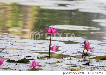 Close up view of couple of pink waterlily in bloom floating on the lake Close up view of couple of pink waterlily in bloom floating on the lake 113144751