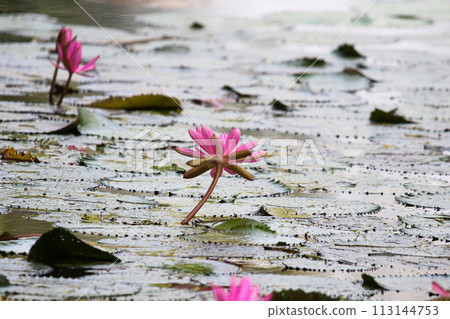 Close up view of couple of pink waterlily in bloom floating on the lake 113144753