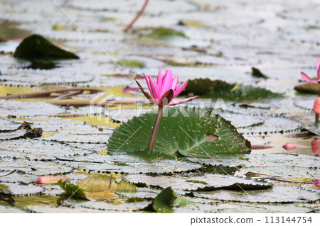 Close up view of couple of pink waterlily in bloom floating on the lake 113144754