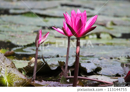 Close up view of couple of pink waterlily in bloom floating on the lake Close up view of couple of pink waterlily in bloom floating on the lake 113144755