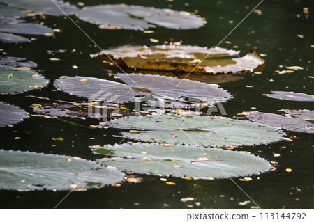 Amazon Rain Forest Water Lilly. Lotus Leaves float on water 113144792