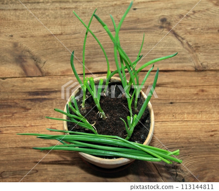 Bulbs of green onion planted in January into a small pot, harvest of tasty leaves in a month Bulbs of green onion planted in January into a small pot, harvest of tasty leaves in a month 113144811