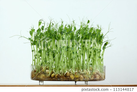 Peas microgreens with seeds and roots in a bowl cultivated at home. Peas microgreens with seeds and roots in a bowl cultivated at home. 113144817