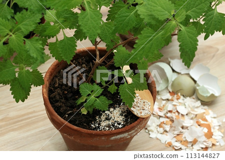Crushed egg shells enrich the soil with calcium and other elements. Crushed egg shells enrich the soil with calcium and other elements. 113144827