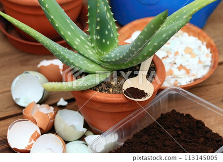 Coffee grounds and crushed eggshells for plants and flowers better growing. Coffee grounds and crushed eggshells for plants and flowers better growing. 113145005