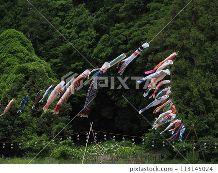 Carp streamer 113145024