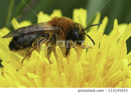 Closeup on the Grey-patched mining bee, Andrena nitida sitting on yellow dandelion Closeup on the Grey-patched mining bee, Andrena nitida sitting on yellow dandelion 113145055