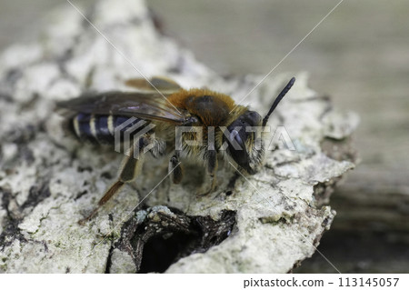 Closeup on a Short-fringed Mining Bee, Andrena dorsata sitting on wood Closeup on a Short-fringed Mining Bee, Andrena dorsata sitting on wood 113145057