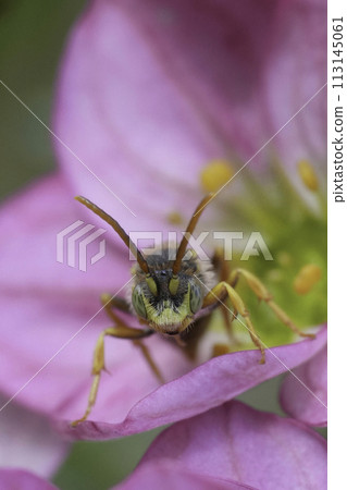 Vertical frontal closeup on a male Lathbury's Nomada solitary bee, Nomada lathburiana on a pink flower 113145061