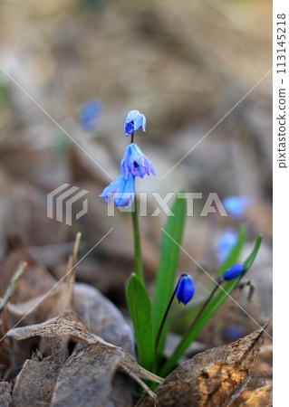 Blue flowers of Siberian squill, lat.  Scilla siberica. 113145218