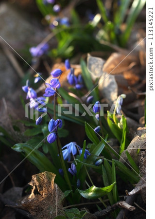 Blue flowers of Siberian scilla, lat. Scilla siberica. 113145221