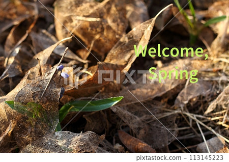 Welcoming card placed among bluebell and autumn leaves. 113145223