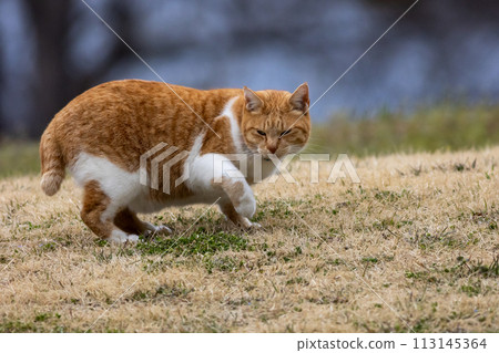 棕色的貓散步 棕色的貓散步 113145364