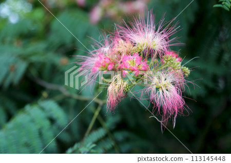 混合的花朵 113145448