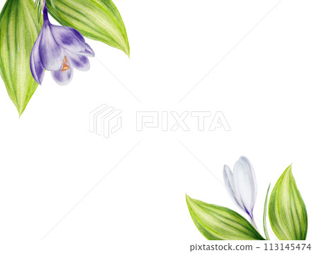 Watercolor frame, template with purple and white blooming crocus flower isolated on background. Spring and easter botanical hand painted saffron illustration. For designers, wedding, decoration, 113145474
