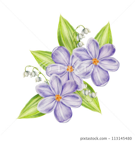Watercolor composition with bouquet of violet blooming crocus flowers and leaves, lilies of the valley isolated on background. Spring and easter botanical templates, banner. Hand painted saffron Watercolor composition with bouquet of violet blooming crocus flowers and leaves, lilies of the valley isolated on background. Spring and easter botanical templates, banner. Hand painted saffron 113145480