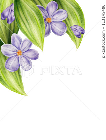 Watercolor postcard, frame, template with bouquet of violet blooming crocus flowers and leaves isolated on background. Spring and easter botanical templates, banner. Hand painted saffron illustration. Watercolor postcard, frame, template with bouquet of violet blooming crocus flowers and leaves isolated on background. Spring and easter botanical templates, banner. Hand painted saffron illustration. 113145486