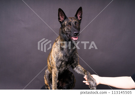Dog paw takes the man. People support pets, studio shot 113145505