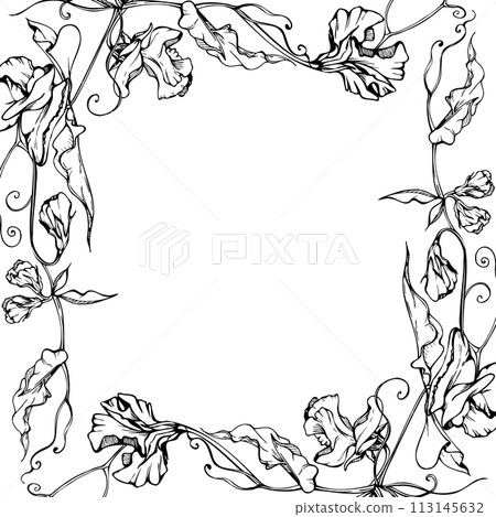 Hand drawn vector graphic ink illustration botanical flowers leaves. Sweet everlasting pea, vetch bindweed legume tendrils. Border frame isolated white background. Design wedding, cards, floral shop 113145632
