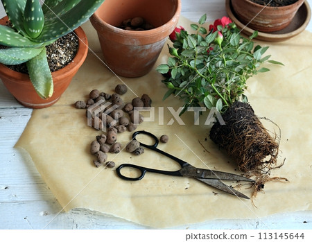 Transplanting of red rose flower into bigger pot. Transplanting of red rose flower into bigger pot. 113145644