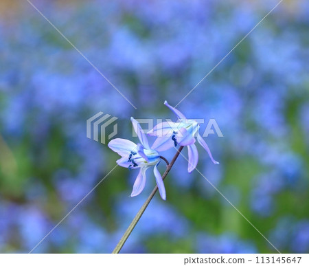 Blue flowers of Siberian squill, lat.  Scilla siberica. 113145647