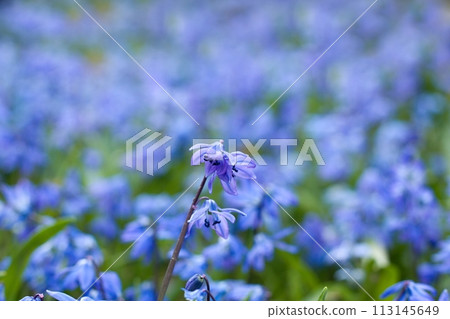 Blue flowers of Siberian squill, lat.  Scilla siberica. 113145649