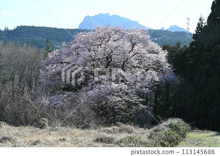 安中市松井田町利雄的甲心櫻花和妙義山 113145686