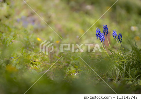 Muscari 113145742