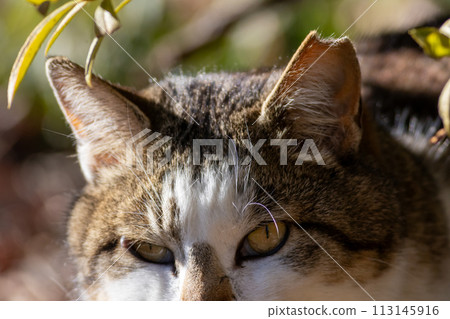 Close-up of a local cat 113145916