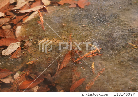 Frog egg Frog egg 113146087