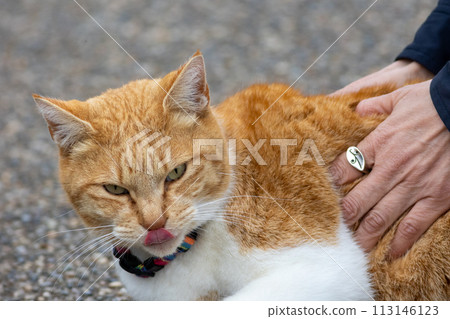 friendly brown cat friendly brown cat 113146123