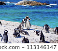 Cape penguins in South Africa 113146147